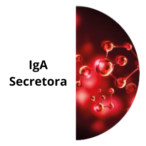 IgA Scretora