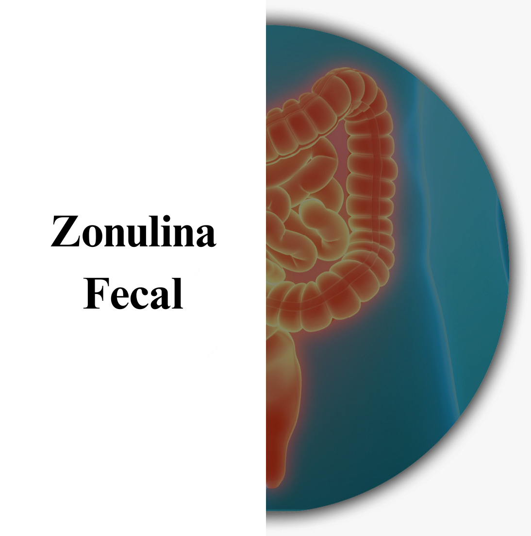 Zonulina Fecal
